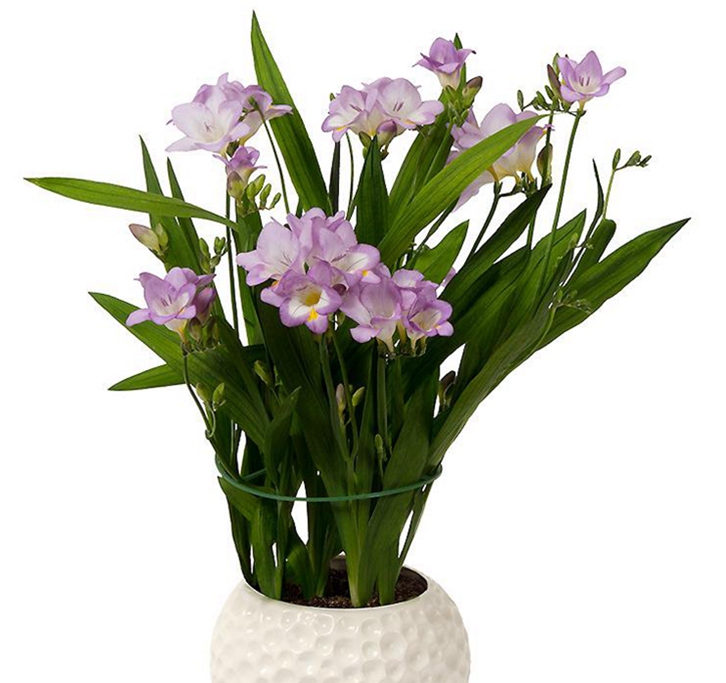 進(jìn)口觀(guān)賞植物報(bào)關(guān)資料